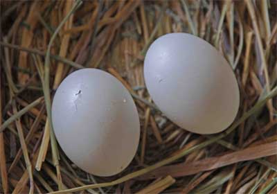 Ӱ���¼���ر�С���ƿǶ���(ͼ)