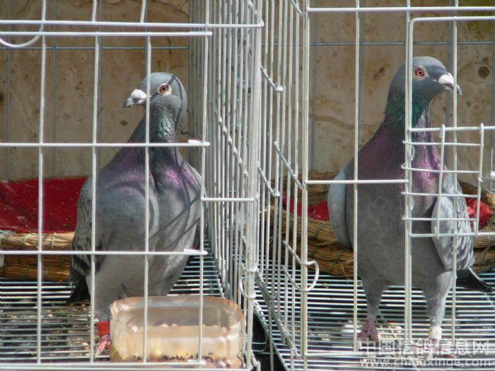 ���ּ���·(ͼ)