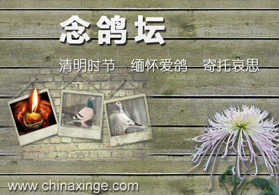 念鸽坛：缅怀爱鸽 寄托哀思