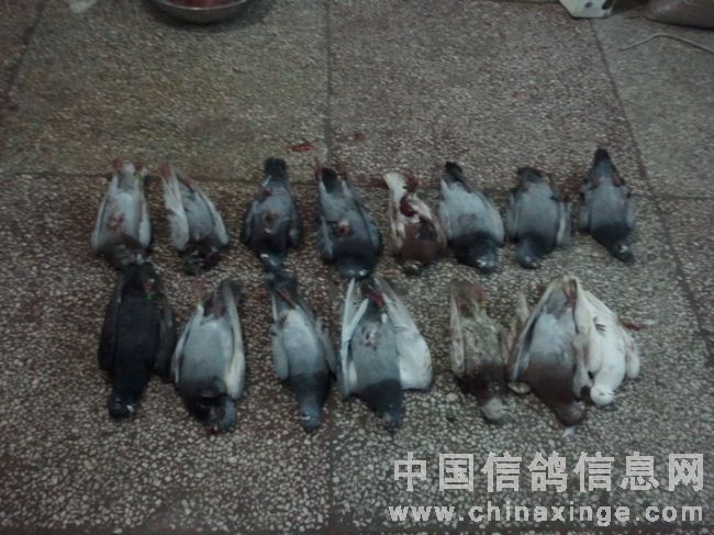 ����󽱻��Ÿ���Ѫ��ǹɱ �����ѽ���(ͼ)