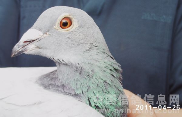 ��ս���ޣ�������Ӣ�ۡ���ʱ12����ǿ����(ͼ)