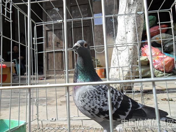 �����Э30338��ͳ�ŷ��ر�����ʵ(ͼ)