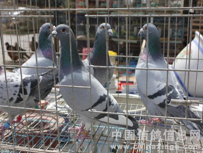 һ���ָ����㡰��©��