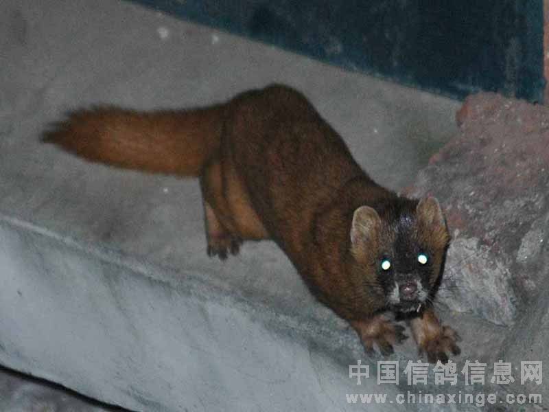 ����ƵƵ��Ϯ �������ּ���(ͼ)