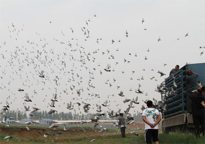 �ʸ�BOB����������չ�65��(ͼ)