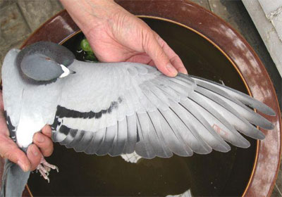 �޽ӳ�����عھ�(ͼ)