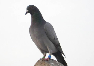 �׸�ն��ǧ����10�� ������Ӧ�׻�����(ͼ)