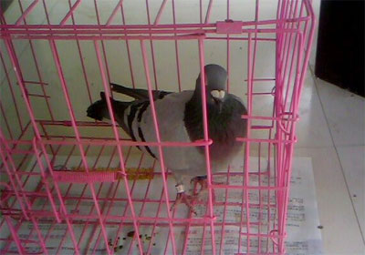 ��ɫ���⹫��鳲7�� ȡ��ָ����