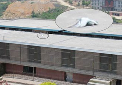 ����ǿ�롱��������ά(ͼ)