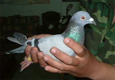 ������ǧ�����һ��鳲��(ͼ)