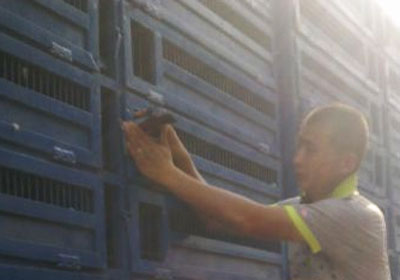 ����Ԥ��һСʱ�鳲��ǧ����(ͼ)