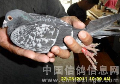 ճԶ̽ݱƵ عھ½(ͼ)