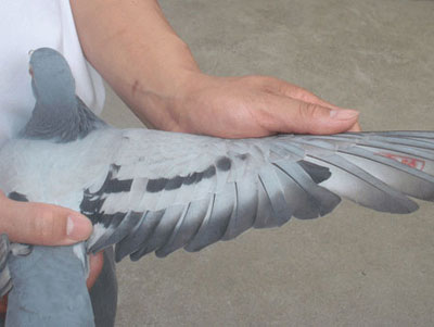 ͨԶ̹ھѻγԶ̴(ͼ)