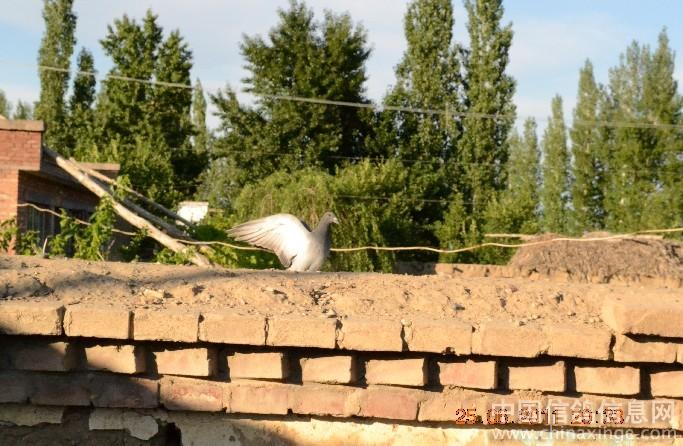 ���μҷ�(ͼ)