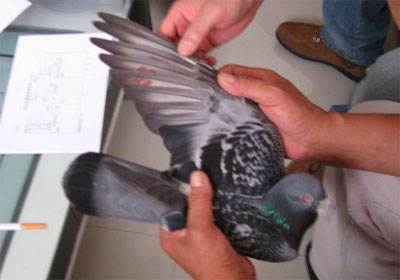 ̩��1500����ǰ���θ�����(ͼ)