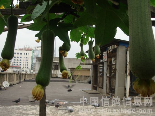 �����ԡ��߲˹�԰��(ͼ)