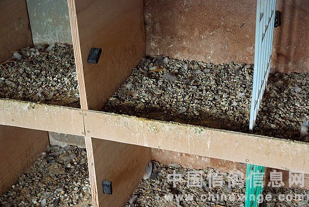 ŷ�޸�����Ȼ����(ͼ)