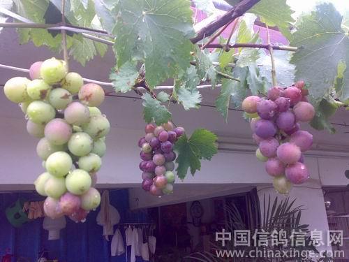 �������л�԰(ͼ)