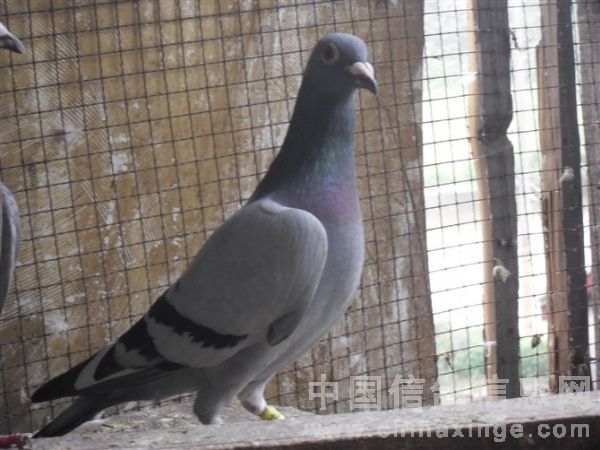 �ϸ��������ⷢ��(ͼ)