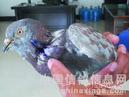 ʮ��ֻ����������(ͼ)