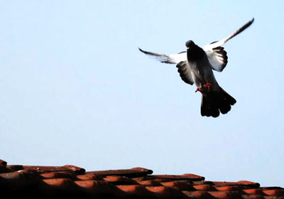 ������ٹ鳲��������