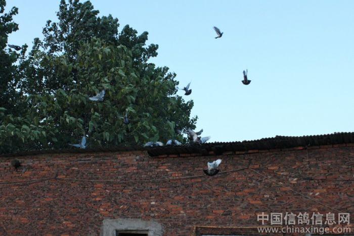 ��ƶ����ظ���(ͼ)