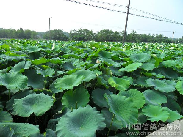 ��ѵ����(ͼ)