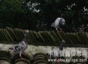 �½��ָ�Ϊ�β��˼�����ԣ�
