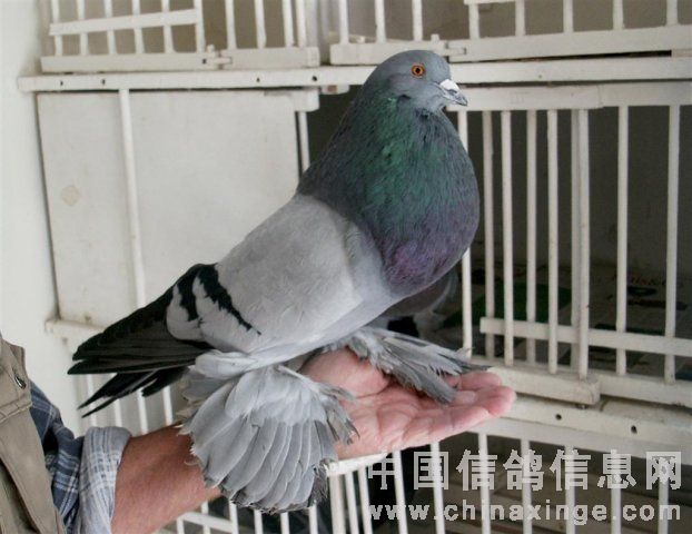 ������͸�����(ͼ)