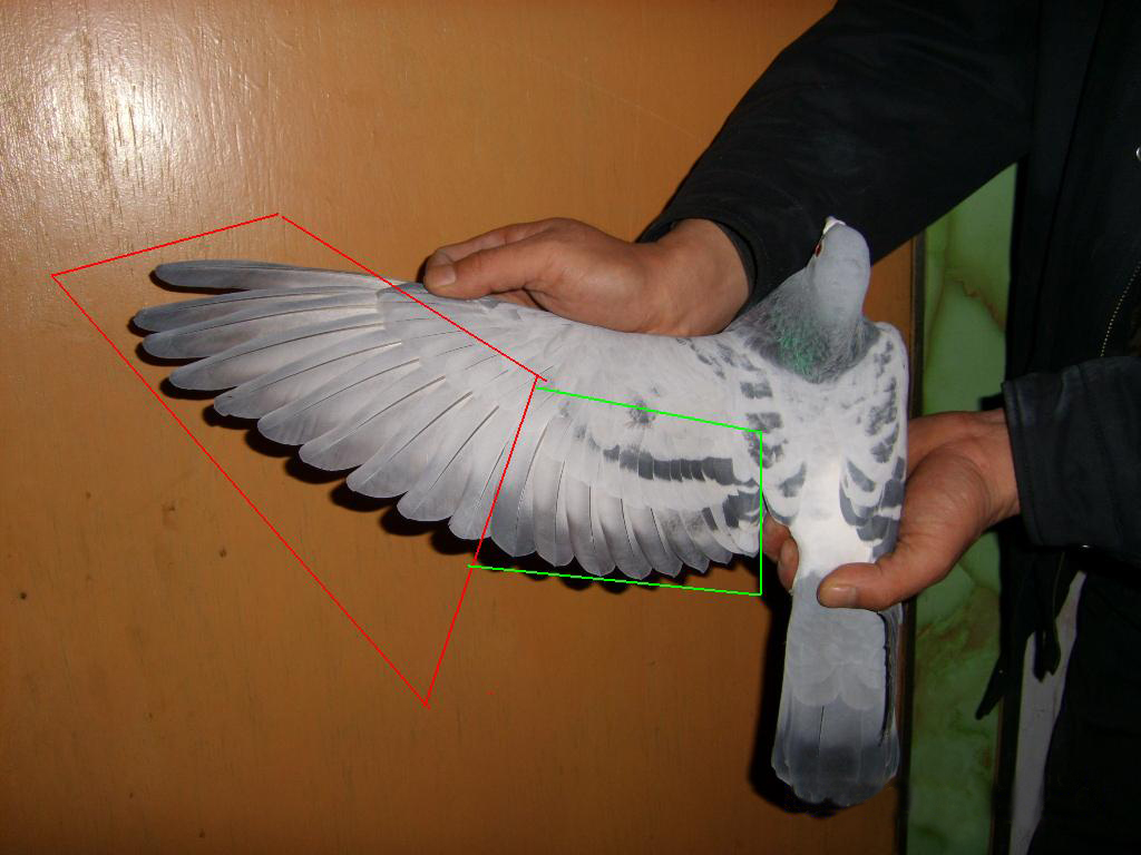 ʢ�İ����˹�ע���⡪�����й��Ÿ뻻��ר��