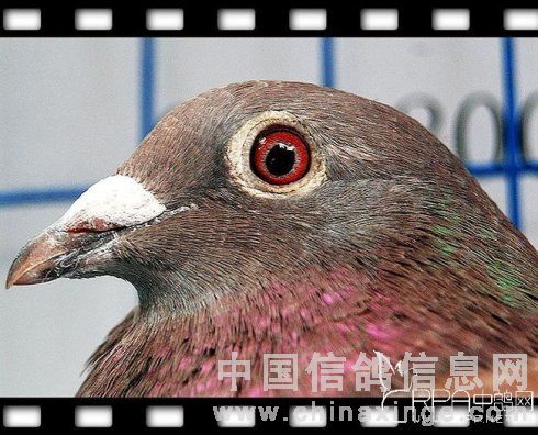 һֻ�ϸ�ʹ��ճ�