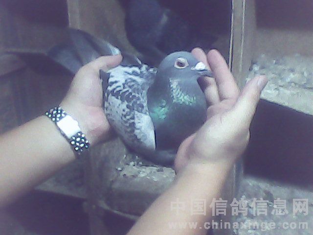 ���Ӽ������ӵ��(ͼ)