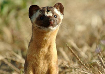 ���벹�� ��������