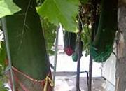 �����߹�԰(ͼ)