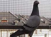 ���Ϲ�����ۼƷ������๫��(ͼ)