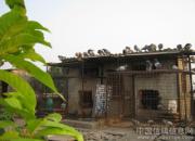 ��ų�������С����(ͼ)