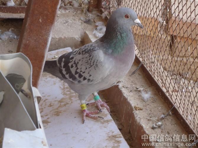 ���������Ӳ��µ�(ͼ)