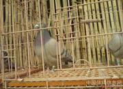 �䱱������(ͼ)