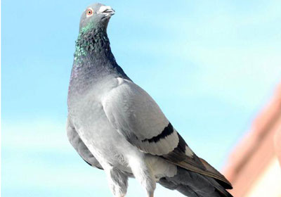 ��ι۲�����߷�״̬