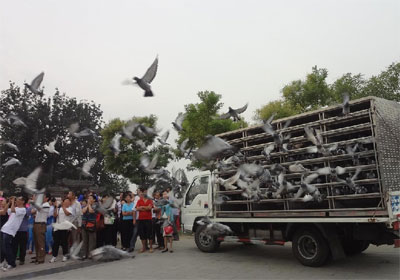 ������̨��ʨ����Ļ 2011��ʸ�����(ͼ)