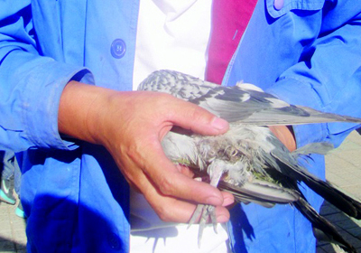 ����ǿ�롱���߸˶���������(ͼ)