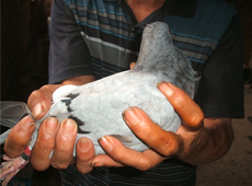 ũ��������ѵ�����(ͼ)