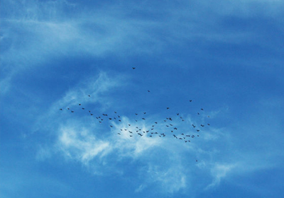 �����ˬ�ҷɺ�(ͼ)