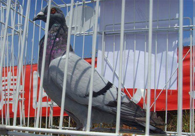 ������ӹ���������չ�118��(ͼ)