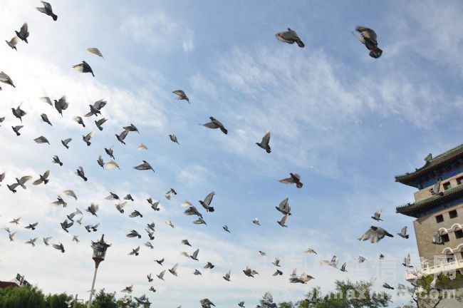 �����������νڿ�Ļ ��ǧ���Ÿ�����(ͼ)