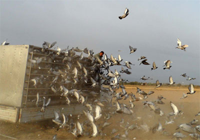 ʯ����300����һ�˰���ǰ��(ͼ)