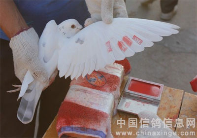 ͨ���׸����������5886��ǿ�Ƴ���(ͼ)