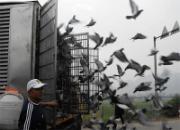 �����ֳǹ�������ɼ���¯(ͼ)