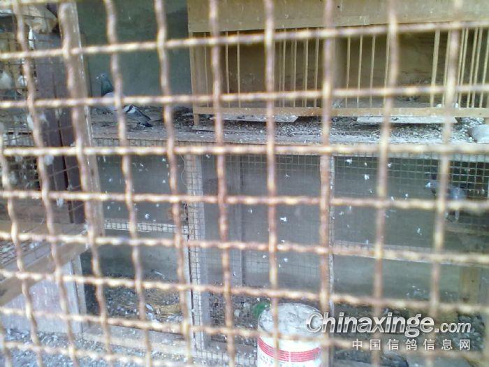 �ι���Ȼ�Ƹ���(ͼ)