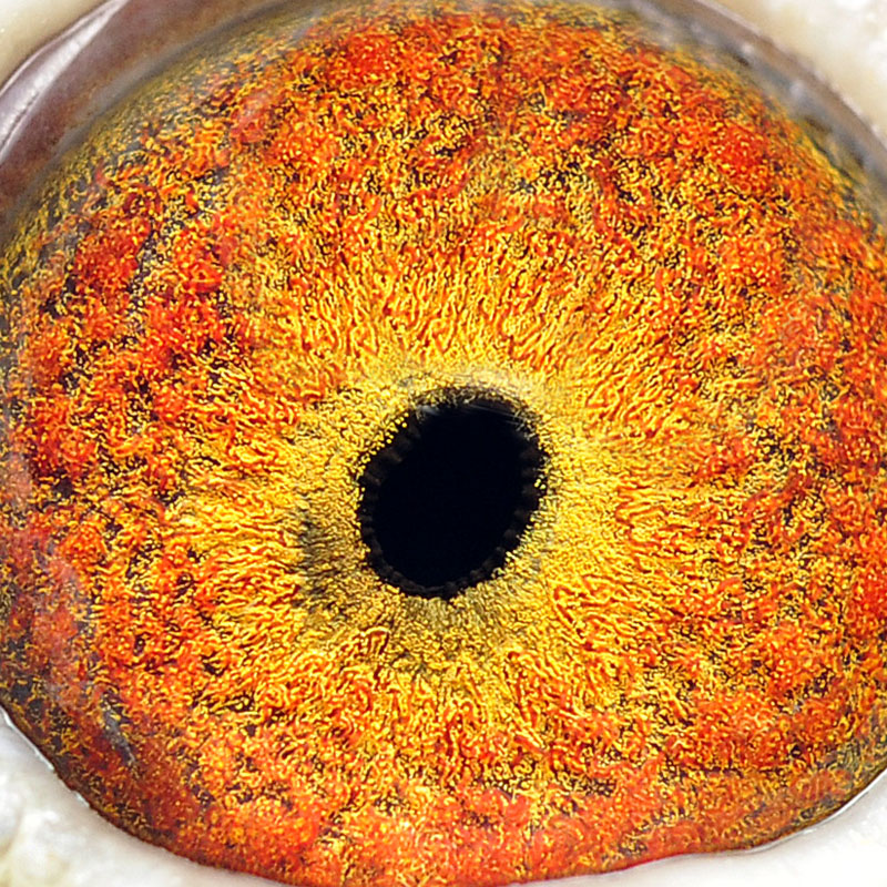 һ��ʢ���Ļ�(ͼ)